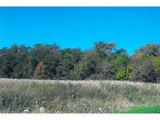 Property photo 1 - LAND AUCTION, 320+/- Acres offered in (2) 160 Acre Tracts